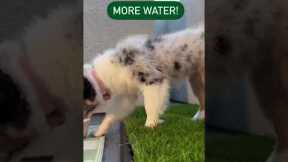 How to potty train your puppy?