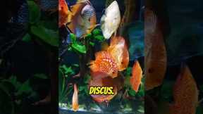 Top 5 Exotic Freshwater Fish for Your Aquarium