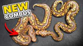 We Are Hatching Some Really Pretty Snakes’