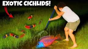 I Found VENOMOUS Snakes While Catching Rare Cichlids...