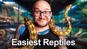 The 5 EASIEST Reptiles You Don't Know About