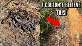 7 Rattlesnakes Under One Log! Insane Early Fall Herping in North Georgia