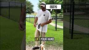 Leash Training for Dogs: 4 Proven Steps to Teach Heel Without Pulling