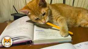 Smart Cats Outsmarting Humans 😂 Funny Cat Videos 2025