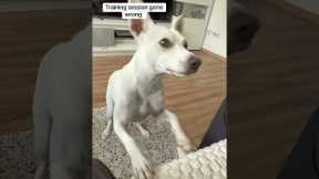 Dog Refuses Training & Does THIS Instead 😂 | Funny Dog #shorts