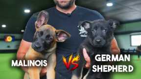 Malinois vs German Shepherd - Why I PREFER German Shepherds!