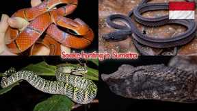 These snakes have NEVER been seen on Youtube before (~1 hour of *INSANE* Sumatra field herping)