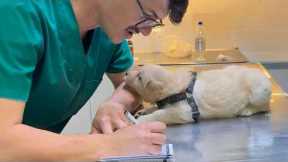 Dogs Who Totally Distract Vets During Checkups! 🤣 Funniest Dog Reactions!