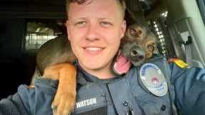 Police Dogs THINK They're Comedians 🐶😂 Funny Dog Videos