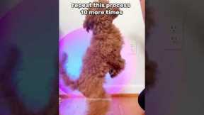 Teach Your Puppy to Sit in 60 seconds!! #shorts