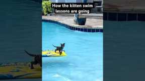 Man Spends Time Teaching Kitten How To Swim