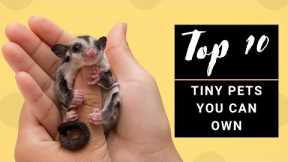 Top 10 Tiny Cute Exotic Pets You Can Own