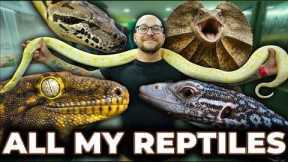My FINAL Reptile Room Tour