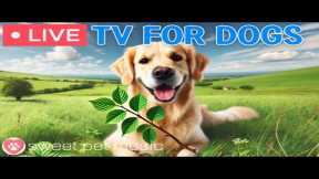 🔴24 Hours of Dog TV🎵🐶Relaxing Dog Music for Sleep🐾🩷Soothing Music for Dogs with Stress and Anxiety