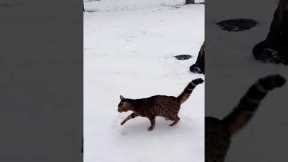 Cats in winter.#funny#fup#cat#funnycat#kitty#pet