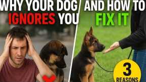 Dog Training Secrets: Get Your Pup to Listen Every Time