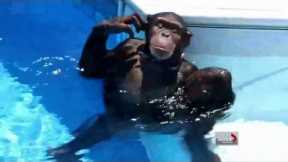 Rules about owning exotic pets