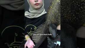 A Minute with an Exotic Pet Hobbyist: Before Buying Your First Pet Reptile