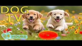 DOG TV: Videos Deeply Entertain & Anti-Anxiety for Dogs While You’re Away Home - Best Music for Dogs