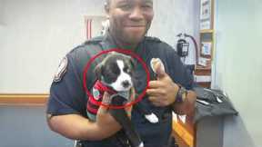 When A K9 Puppy Got His First Day On The Job! 😂 Funny Dog Videos 2025