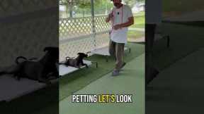 Stop Treat-Bribing Your Dog: Build Real Communication & Obedience