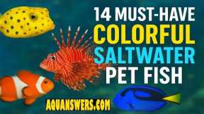 14 Most Colorful Saltwater Fish That Will Transform Your Aquarium!