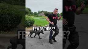 The 3 Step Trick For Easier Dog Walks!