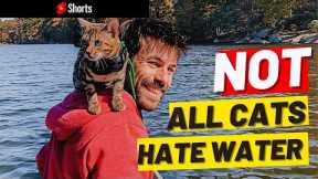 How to Introduce Your Cat to Water #Shorts