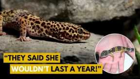 My Gecko Turns 18 YEARS OLD | Leopard Gecko Q&A