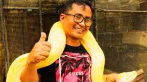 My Heart Is Full – Feeding Our New Breeder Green Iguanas!