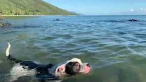 Dog gets eaten by a crocodile