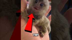 Top 5 Exotic Pets You Can Own ! #shorts #cuteanimals