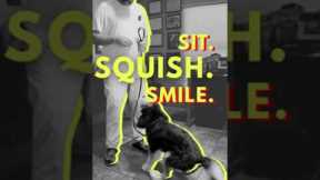 Funny Dog Videos That Actually Teach Training Tricks