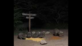 BlueIndigoTrails is live! Late Nite 🌚