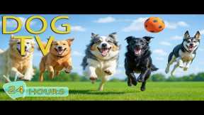 DOG TV: Videos Prevent Boredom & Stress All Day for Dogs When Home Alone - Best Music for Dogs