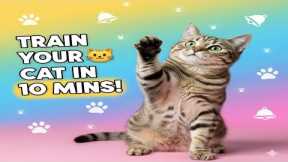 How to Train Your Cat 🐱 | Teach Your Cat Tricks & Good Behavior PetBuzz 360