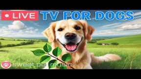 🔴24 Hours of Dog TV🎵🐶Calming Sleep Music for Dogs🐾🩷Soothing Music to Reduce Dog Stress and Anxiety