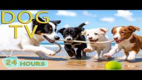 DOG TV: Videos Happy & Relaxing to Entertain All Day Dogs When Home Alone - No Stress Music for Dogs