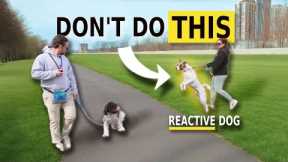 How You Make Your Dog Reactive - How To Avoid It