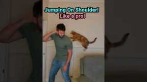 Shoulder Train Your Cat in 3 Easy Steps! #shorts