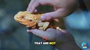 Low Maintenance Exotic Pets That Won't Drive You Bananas