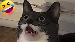 The Funniest Cat Talking Moments😹Funny Cat Videos