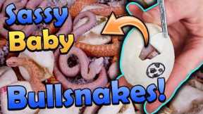 *Snow* Bullsnakes Hatching!