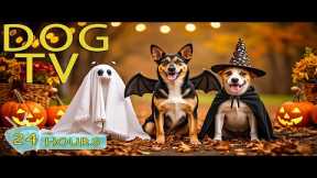 DOG TV: Best Videos Relax & Anti-Stress to Keep Dogs Calm All Day When Home Alone - Music for Dogs