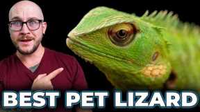 Garden Lizard, The Best Pet Lizard You Never Heard Of!