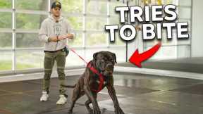 The Most AGGRESSIVE Dog I’ve Dealt With…