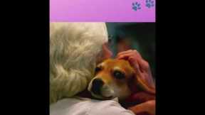 Cute Puppies 😍- Puppy & Dog Training Tips Ep.32 #shorts