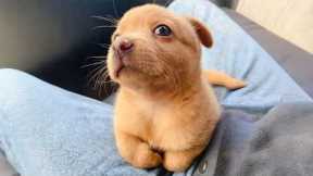 You Will Die Laughing At These FUNNY PUPPIES 🤣 Funny Animals Video