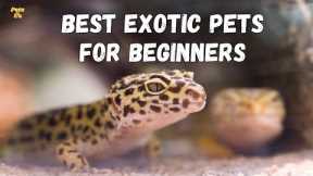 Best Exotic Pets for Beginners | Best Exotic Pets 2025 | Pets and Us