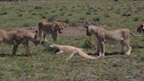 lionesses attack monitor lizard kill it by hit paw lions video 